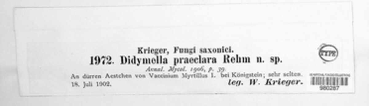 Leiosphaerella praeclara image